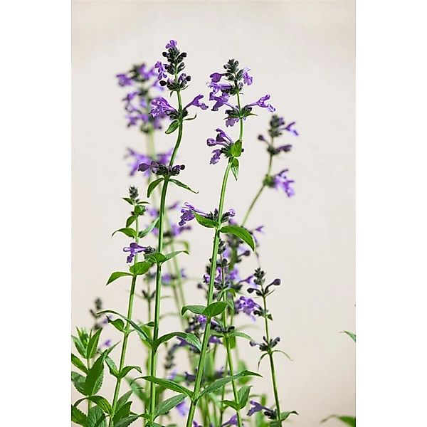 Nepeta Sibirica Sibirische Katzenminze Ca. 9x9 cm Topf günstig online kaufen