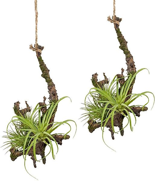 Kunstpflanze Hängeast mit Tillandsie, Creativ green, Höhe 15 cm, 2er Set günstig online kaufen