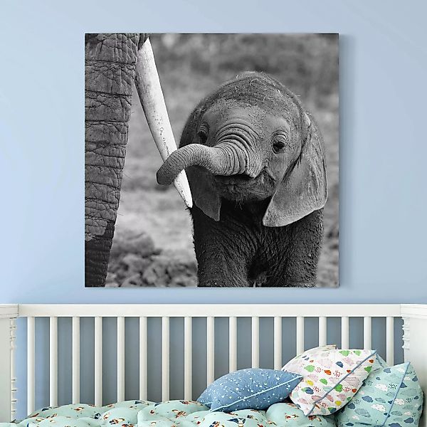 Leinwandbild Elefant - Quadrat Elefantenbaby günstig online kaufen