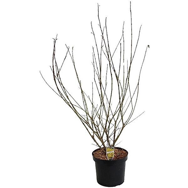 GROW by OBI Forsythie Lynwood Gold Gelb Höhe ca. 80 - 100 cm Topf ca. 7 l günstig online kaufen