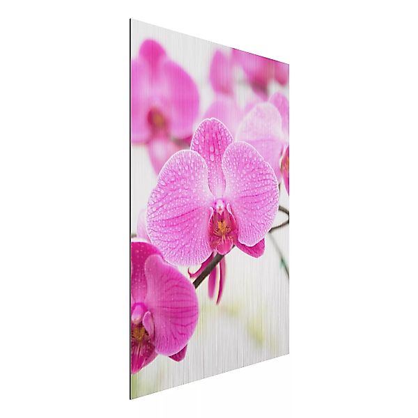 Alu-Dibond Bild Blumen - Hochformat 2:3 Nahaufnahme Orchidee günstig online kaufen