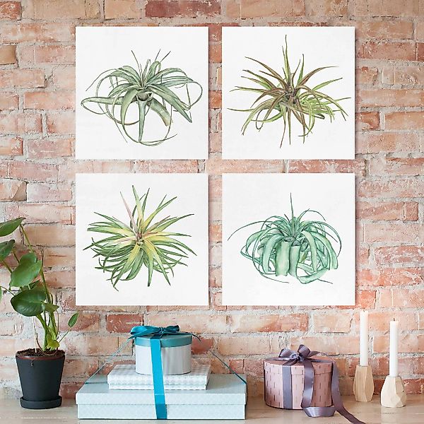 4-teiliges Leinwandbild Botanik - Quadrat Luftpflanze Aquarell Set I günstig online kaufen