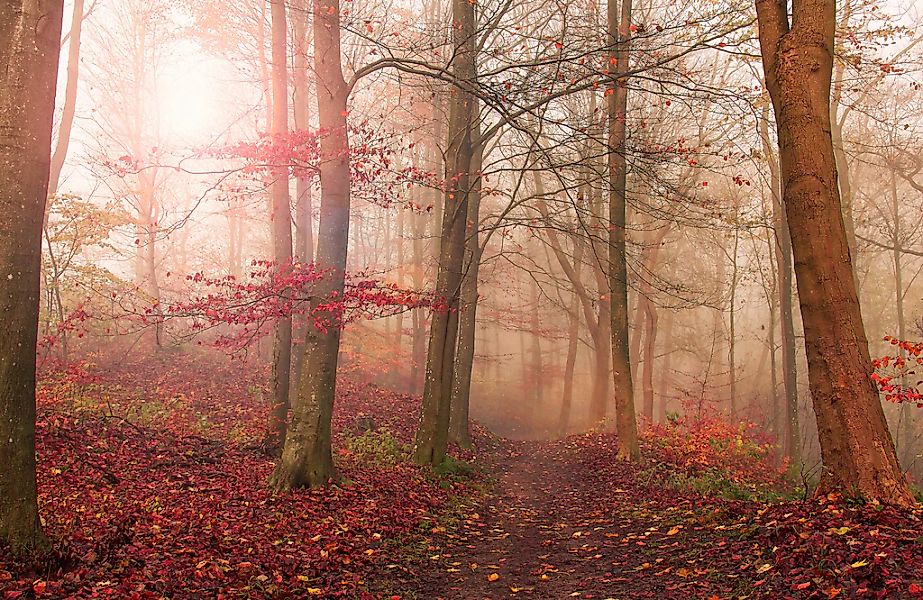 Papermoon Fototapete "Photo-Art LEIF LONDAL, WALDSZENE IM NOVEMBER" günstig online kaufen