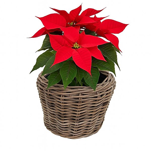 Van der Leeden Blumentopf Blumenkorb Pflanzkorb günstig online kaufen