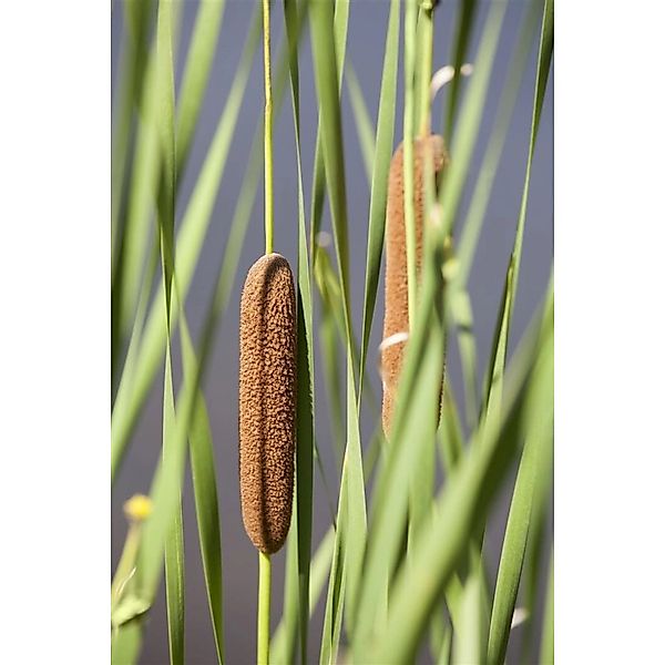 Typha Latifolia Breitblättriger Rohrkolben Ca. 9x9 cm Topf günstig online kaufen