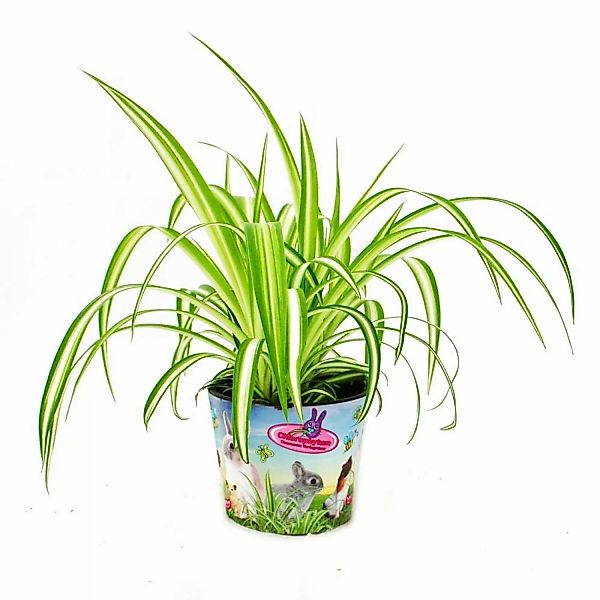 Exotenherz Futterpflanze für Heimtiere Chlorophytum Vitalfutter für Kaninch günstig online kaufen