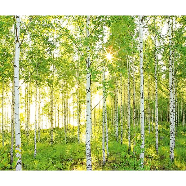 Komar Fototapete Vlies Sunday  300 x 250 cm günstig online kaufen