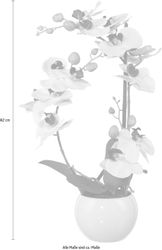 Kunstpflanze Phalaenopsis Orchidee, Creativ green, Höhe günstig online kaufen