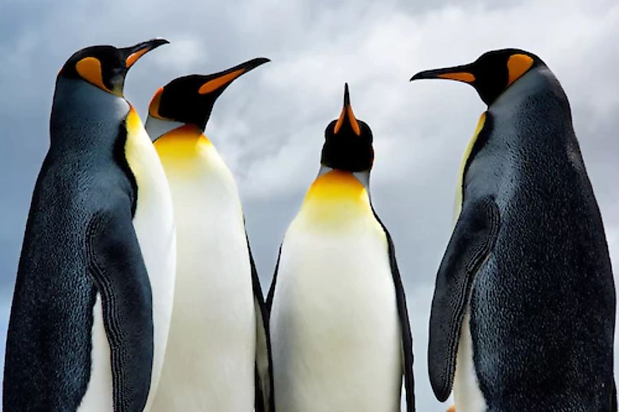 Papermoon Fototapete »King Pinguins« günstig online kaufen