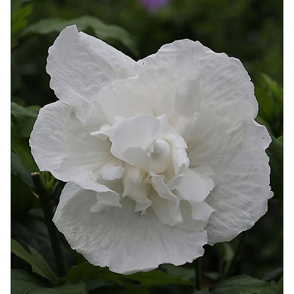 Hochstamm Garteneibisch White Chiffon 80-100cm - Hibiscus syriacus günstig online kaufen