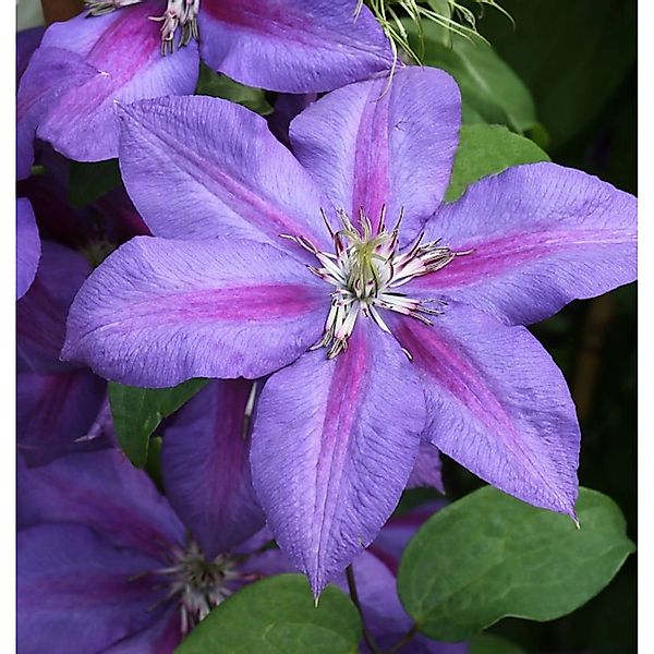 Waldrebe Mrs Nelly Thompson 60-80cm - Clematis günstig online kaufen