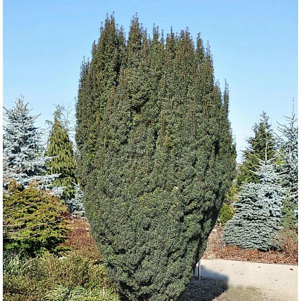 Schlanke Säulen Eibe Litfaß 40-50cm - Taxus baccata günstig online kaufen