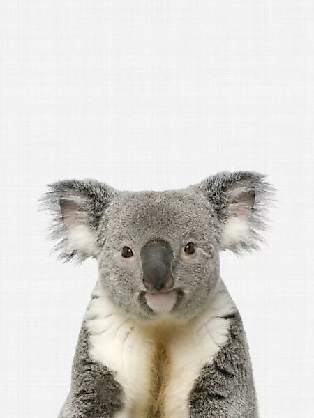 Poster / Leinwandbild - Koala günstig online kaufen