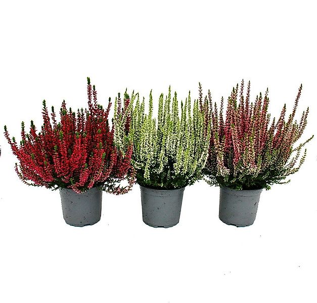 Exotenherz Beetpflanze Calluna vulgaris 3er Set Besenheide Heidepflanze win günstig online kaufen