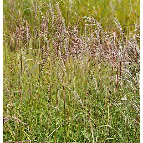 Chinaschilf Vorläufer - Miscanthus sinensis günstig online kaufen