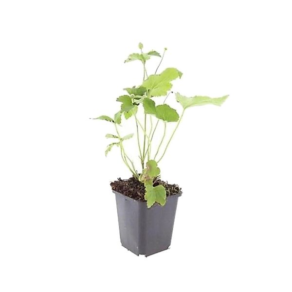 Exotenherz Zierstaude Herbst Anemone Anemone Hupehensis Honorine Jobert 9cm günstig online kaufen