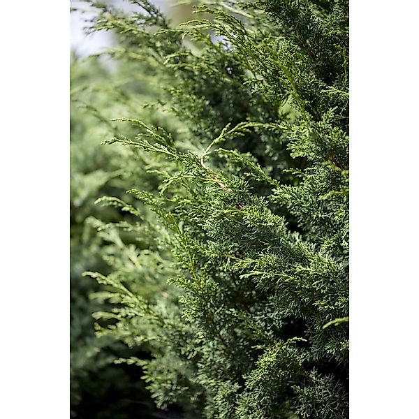 Juniperus Virginiana Canaertii Virginischer Wacholder 60–80 cm günstig online kaufen