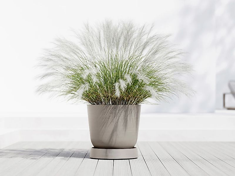 ECOPOTS Topfuntersetzer »mit Rollen Oslo 55 Taupe«, für innen und außen: fr günstig online kaufen