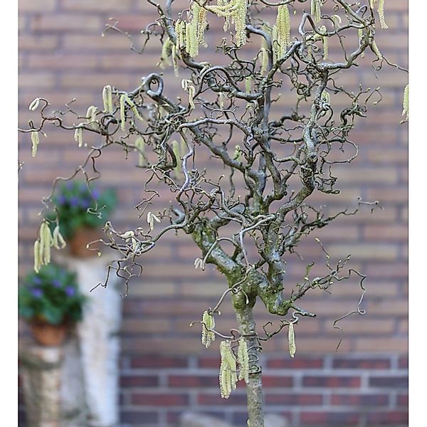 Hochstamm Korkenzieher Hasel 100-125cm - Corylus avellana günstig online kaufen