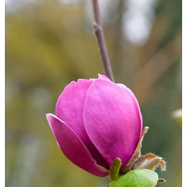 Magnolie Felix Jury 80-100cm - Magnolia günstig online kaufen