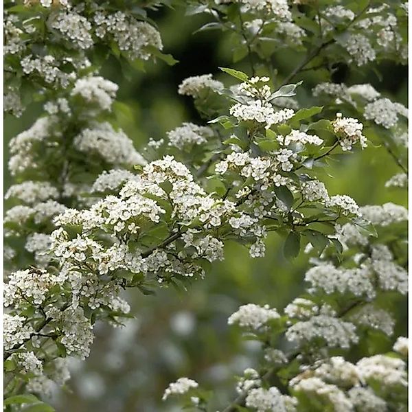 Scharlach Glanzblattmispel 40-60cm - Photinia villosa günstig online kaufen