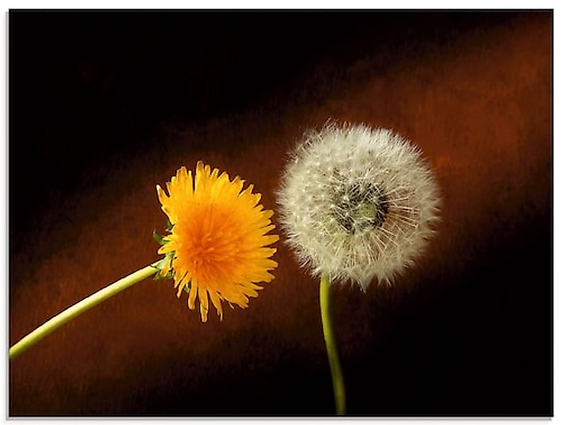 Artland Glasbild "Pusteblume Löwenzahn", Blumen, (1 St.), in verschiedenen günstig online kaufen