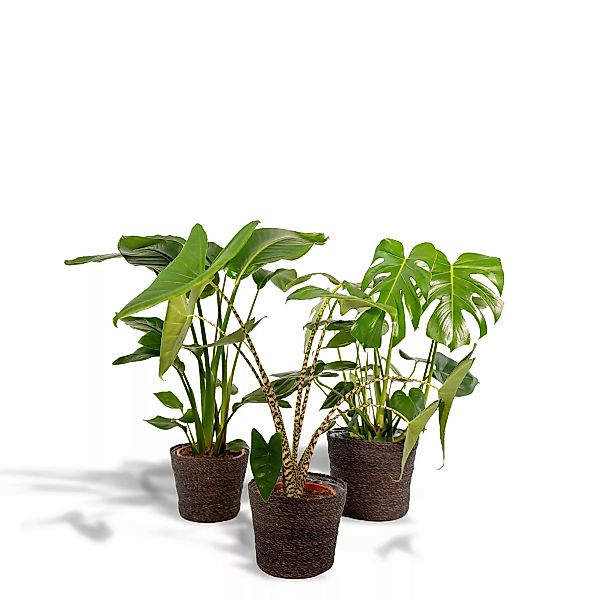 Hello Plants | Set mit 3 Zimmerpflanzen im Korb Monstera, Alocasia & Streli günstig online kaufen