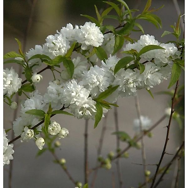 Chinesische Zwergkirsche 80-100cm - Prunus glandulosa günstig online kaufen