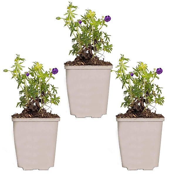 Casa Caron | 3er Set Geranium Sanguineum günstig online kaufen