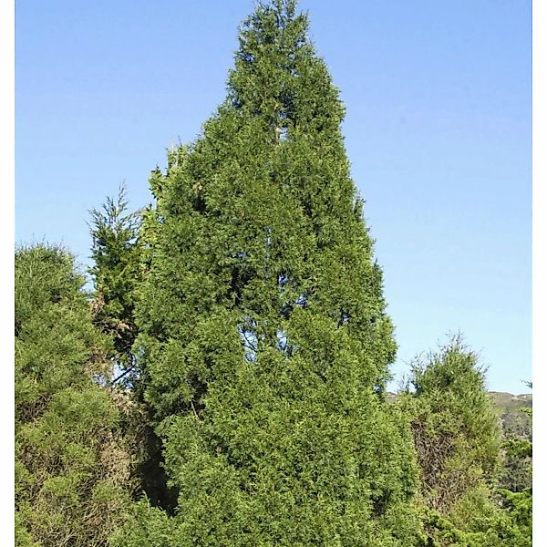 Zypressen Wacholder Spartan 100-125cm - Juniperus chinensis günstig online kaufen