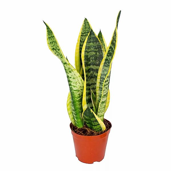 Casa Caron | Sansevieria Superba günstig online kaufen