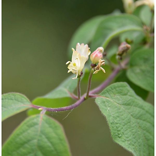 Heckenkirsche Claveys Dwarf 30-40cm - Lonicera xylosteum günstig online kaufen