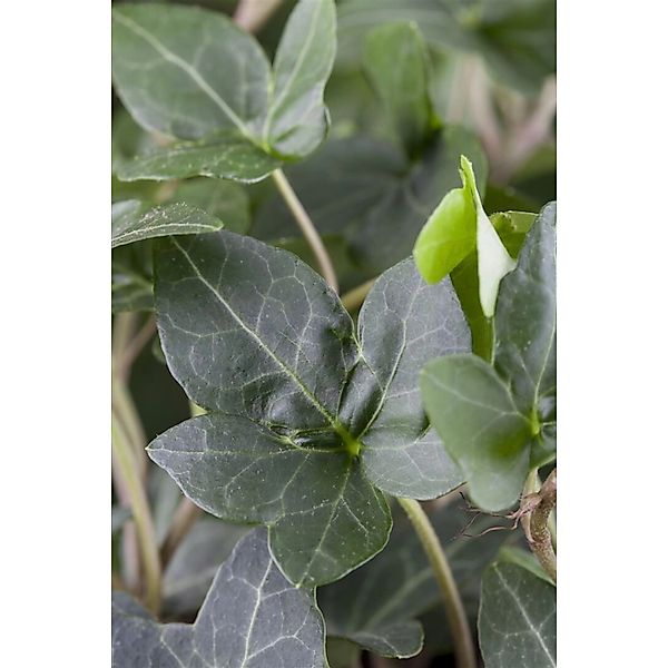 Hedera Helix Plattensee Efeu Immergrün 40–60 cm günstig online kaufen