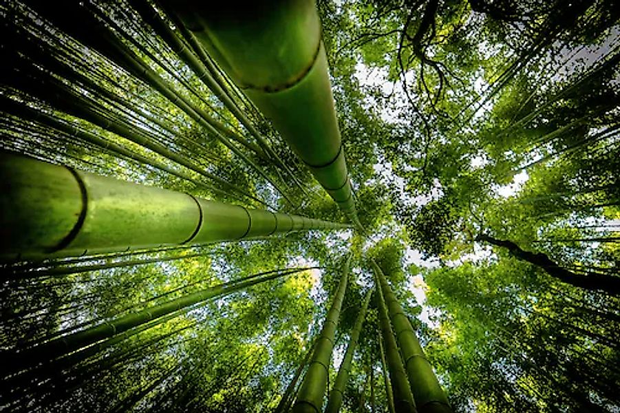 Papermoon Fototapete »Photo-Art DAVID ROS, ARASHIYAMA« günstig online kaufen