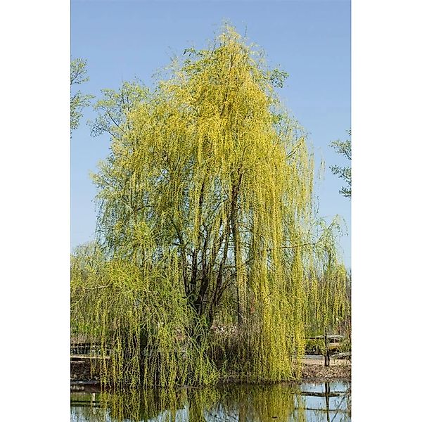 Salix Sepulcralis Chrysocoma Trauerweide 150–175 cm günstig online kaufen