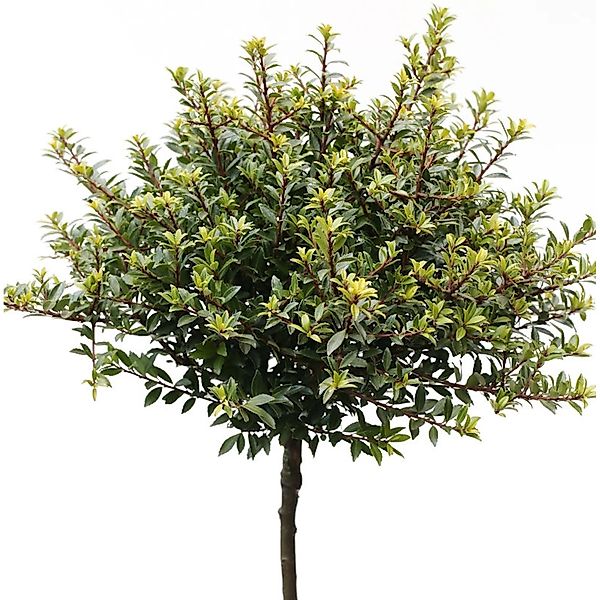 Hochstamm Löffel Ilex Glorie Dwarf 40-60cm - Ilex crenata günstig online kaufen