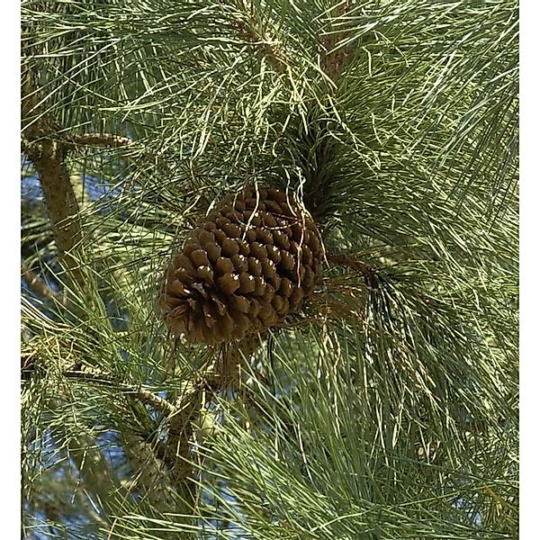 Jeffrey-Kiefer 60-80cm - Pinus jeffreyi günstig online kaufen