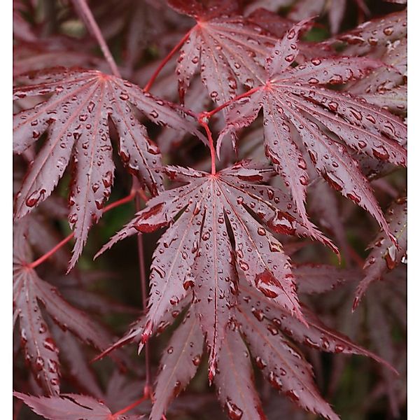 Fächer Ahorn Trompenburg 80-100cm - Acer palmatum günstig online kaufen