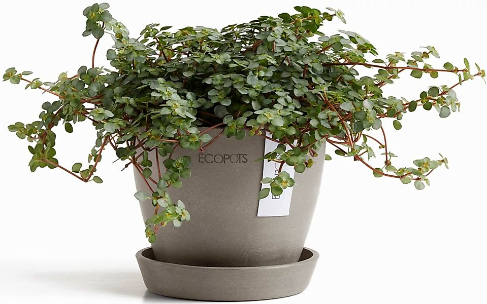 ECOPOTS Blumentopf "Antwerp Mini 11 Taupe", für den Innenbereich günstig online kaufen