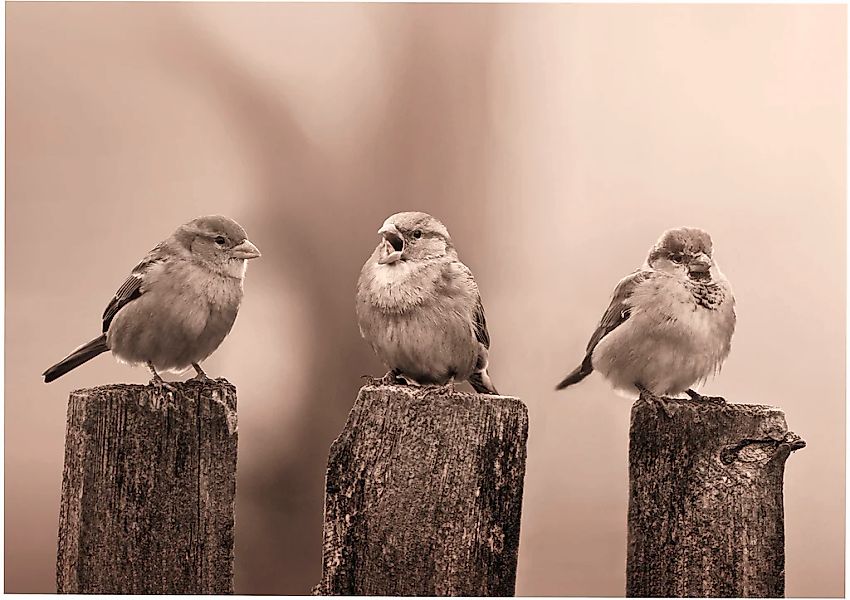 Art for the home Leinwandbild "Outdoor Vogel 50x70cm", Romantisch-Strand, ( günstig online kaufen