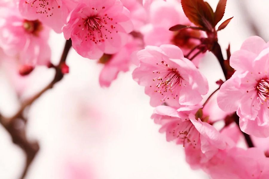 Papermoon Fototapete »Peach Blossom« günstig online kaufen