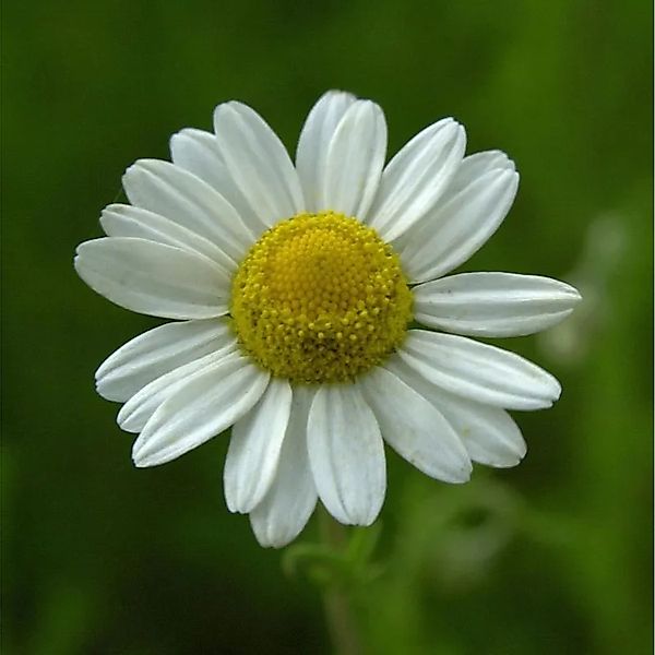 Römische Kamille - Chamaemelum nobile günstig online kaufen