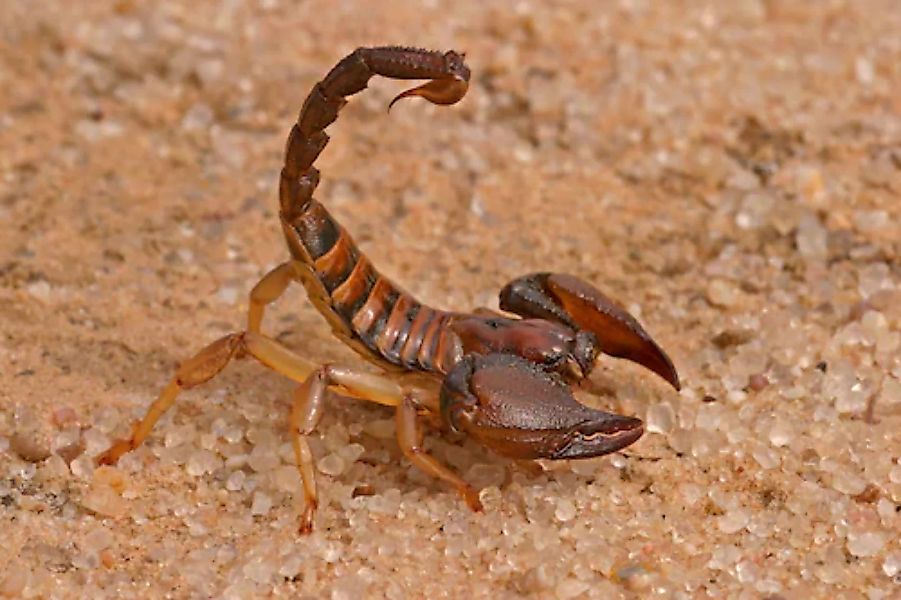 Papermoon Fototapete »Aggressiver Skorpion« günstig online kaufen