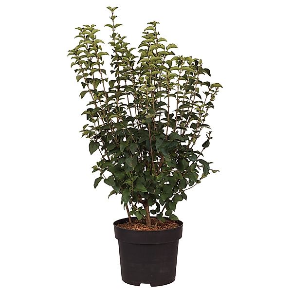 Zwerg-Duftflieder Josée Höhe ca. 60-80 cm Topf ca. 10 l Syringa günstig online kaufen