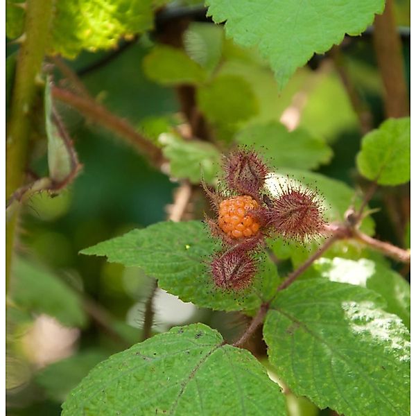 Japanische Weinbeere - Rubus phoenicolasius günstig online kaufen