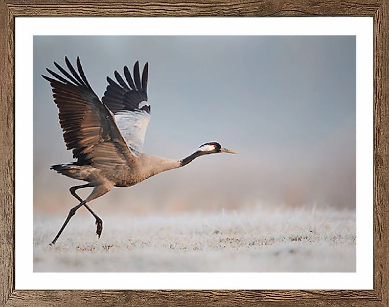 Bönninghoff Bild mit Rahmen, Vögel-Vogelbilder-Tiere-Natur-Landschaft, (1 S günstig online kaufen