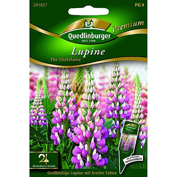 Quedlinburger Lupine ''The Chatelaine'' günstig online kaufen