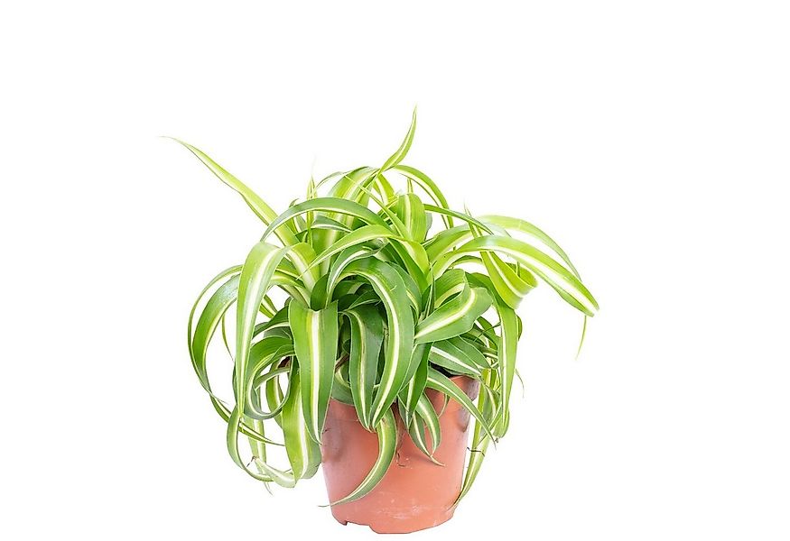 Flowerbox Zimmerpflanze Grünlilie "Bonnie" - Chlorophytum Comosum, - Höhe c günstig online kaufen