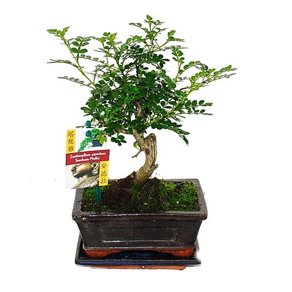 Exotenherz Zimmerpflanze Bonsai Szechuan-Pfeffer Zanthoxylum piperitum ca. günstig online kaufen