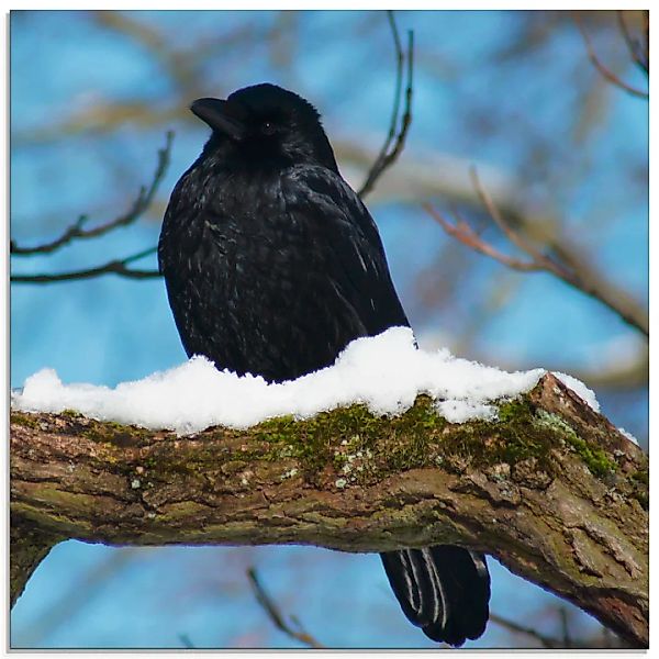 Artland Glasbild "Rabe im Winter", Vögel, (1 St.) günstig online kaufen